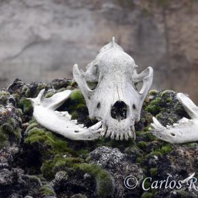 Armantes-Calatayud003