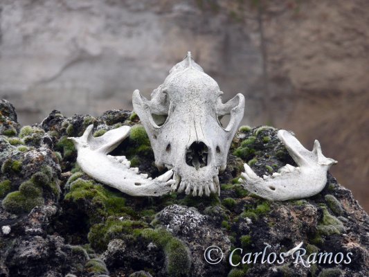 Armantes-Calatayud003