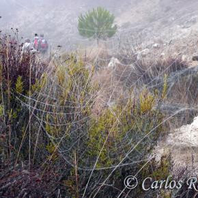 Armantes-Calatayud004