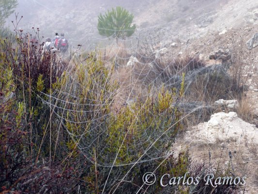 Armantes-Calatayud004