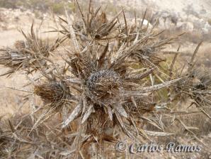 Armantes-Calatayud005