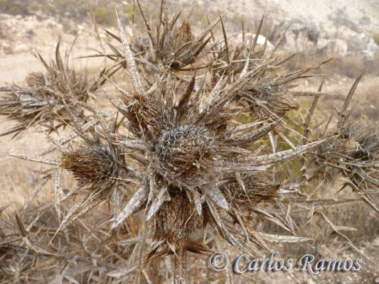 Armantes-Calatayud005