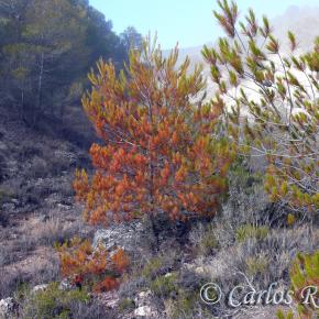 Armantes-Calatayud006