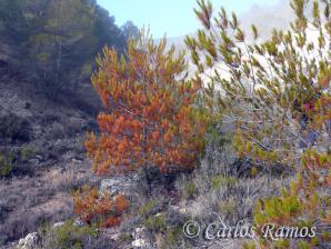 Armantes-Calatayud006