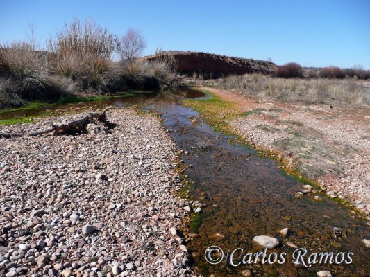Armantes-Calatayud039