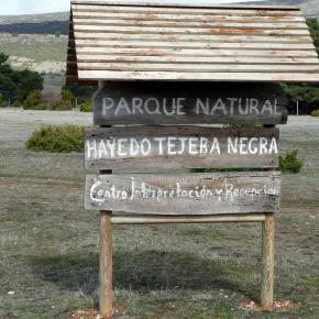 Hayero Tejera Negra00