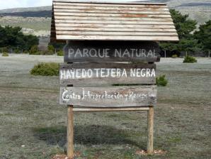 Hayero Tejera Negra00