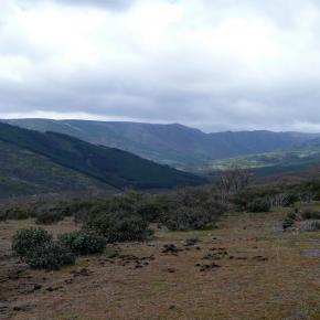 Hayero Tejera Negra07