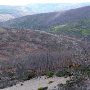 Hayero Tejera Negra09
