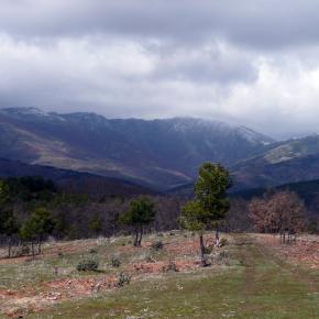 Hayero Tejera Negra12