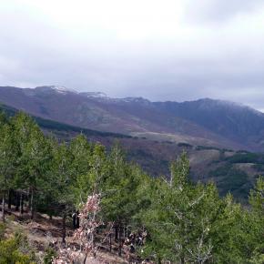 Hayero Tejera Negra16