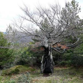 Hayero Tejera Negra18