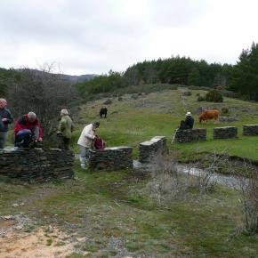 Hayero Tejera Negra28