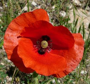 Amapola