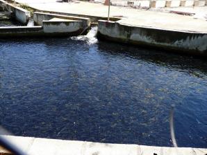 Río Ebrón066