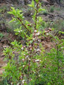 Ateca, almendro