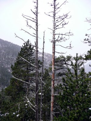 Subiendo a Ballibierna