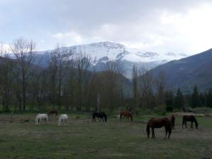 Anciles