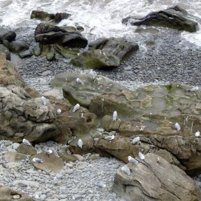 Zumaia-Guetaria junio 2010 080