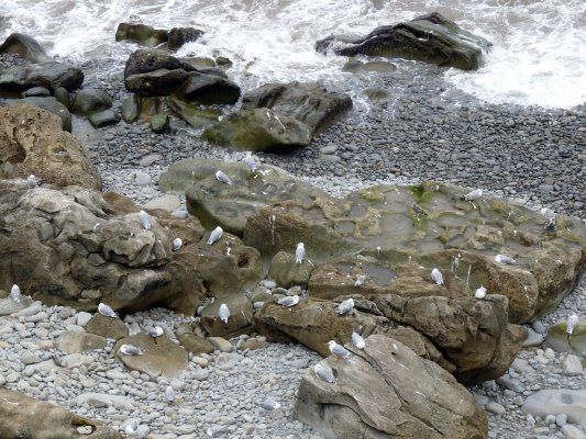 Zumaia-Guetaria junio 2010 080