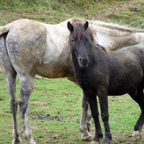 Zumaia-Guetaria junio 2010 093