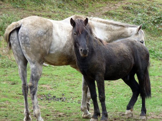 Zumaia-Guetaria junio 2010 093