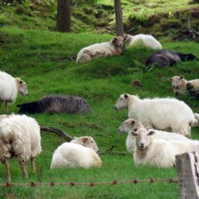 Zumaia-Guetaria junio 2010 095