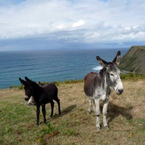 Zumaia-Guetaria junio 2010 100