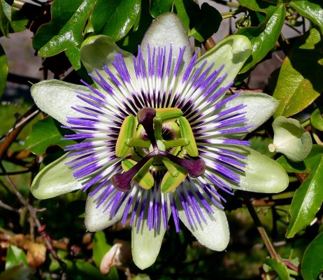 Flor de la Pasión, de Deba a Mutriku