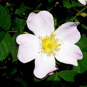 20110625 Vuelta al Monte Pazino (Sallent de Gállego)