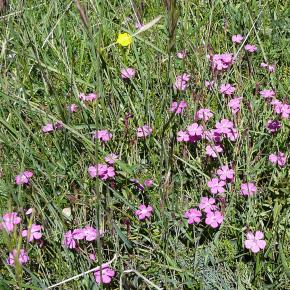 Vuelta al Pacino-024