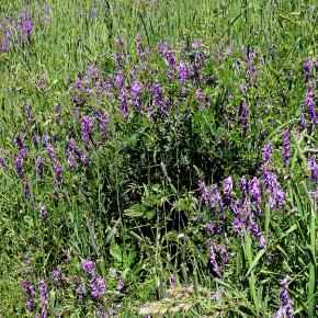 Vuelta al Pacino-030