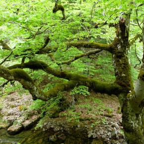 Parque Sierra Cebollera, La Rioja