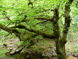 Parque Sierra Cebollera, La Rioja
