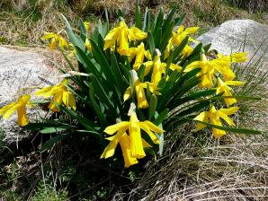 Valle Aran-031
