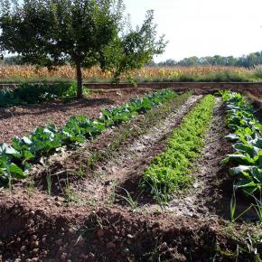 Vendimia Calatayud0011