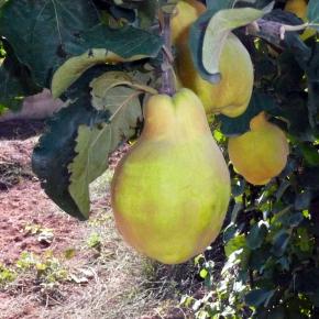 Vendimia Calatayud0014