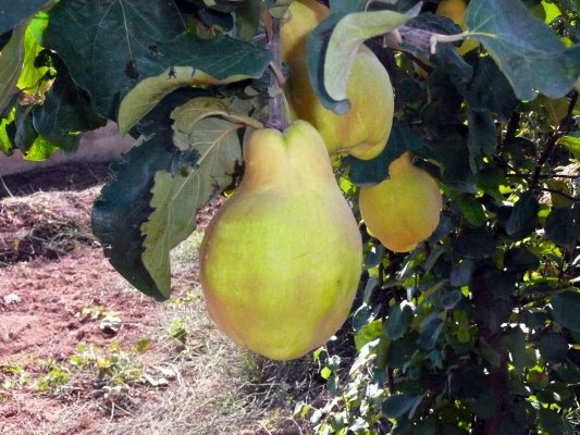 Vendimia Calatayud0014