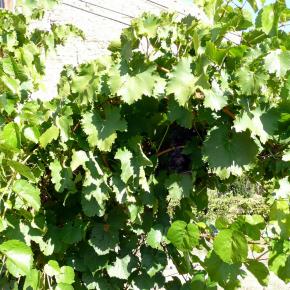 Vendimia Calatayud0015