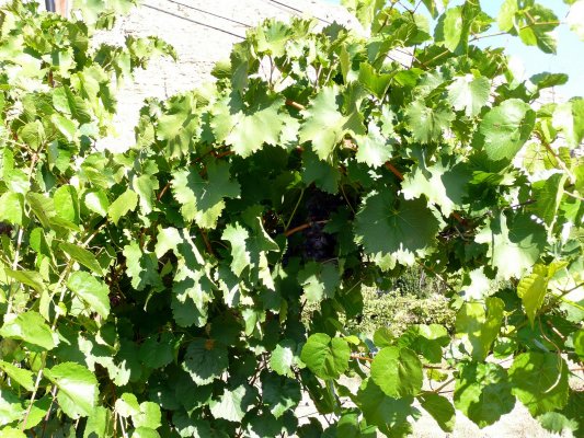 Vendimia Calatayud0015