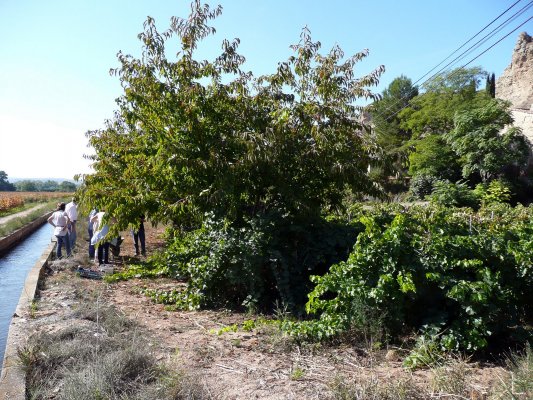Vendimia Calatayud0016