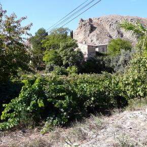 Vendimia Calatayud0017