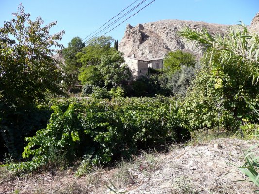 Vendimia Calatayud0017