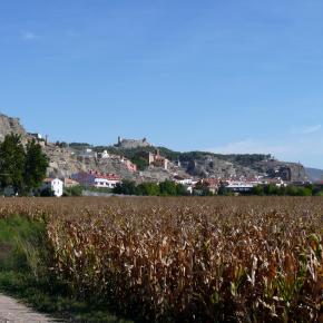 Vendimia Calatayud0018