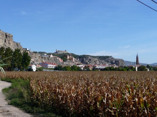 Vendimia Calatayud0018