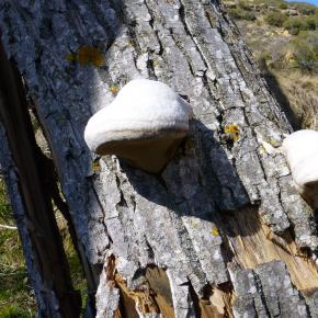 Fuentes Uncastillo-029