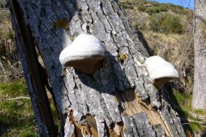 Fuentes Uncastillo-029