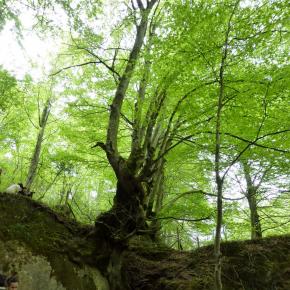 Nacimiento del Río Urederra, Baquedano, Navarra