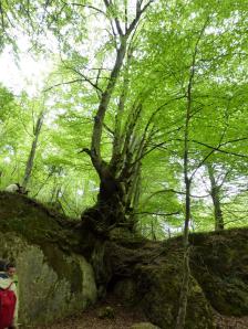 Nacimiento del Río Urederra, Baquedano, Navarra
