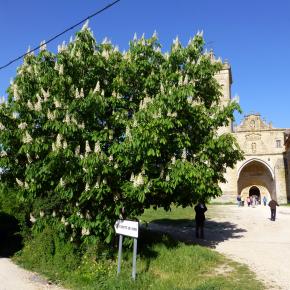 Monasterio de Irache, Navarra